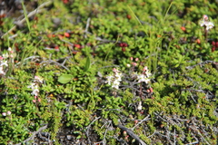 Bryanthus gmelinii