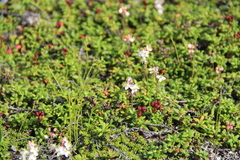 Bryanthus gmelinii