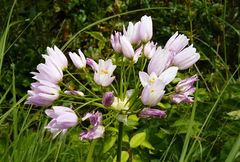 Allium roseum