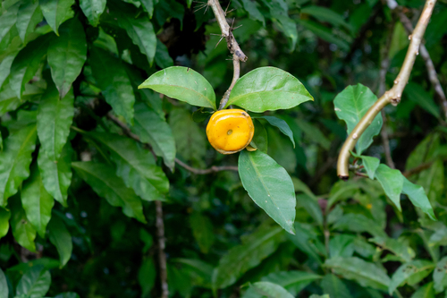 Leuenbergeria bleo