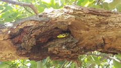 Abronia taeniata
