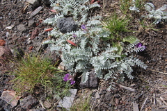 Oxytropis kamtschatica