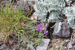 Oxytropis kamtschatica
