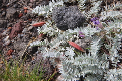 Oxytropis kamtschatica