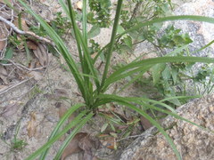 Cyperus mutisii