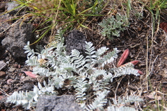 Oxytropis kamtschatica