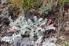 Oxytropis kamtschatica