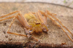 Gnathopalystes kochi