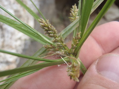 Cyperus mutisii