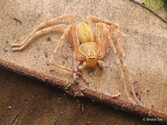 Gnathopalystes kochi