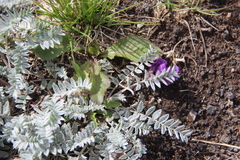 Oxytropis kamtschatica