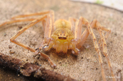 Gnathopalystes kochi