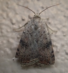 Micrathetis