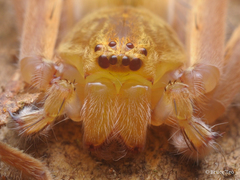 Gnathopalystes kochi