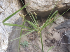 Cyperus mutisii