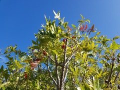 Harpephyllum caffrum