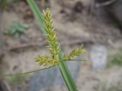 Cyperus mutisii