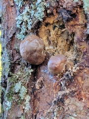 Reticularia splendens