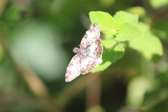 Chiomara