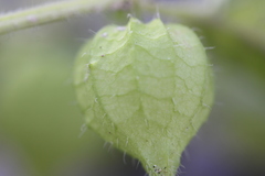 Physalis ampla