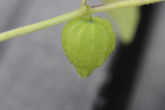 Physalis ampla