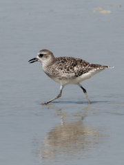 Pluvialis squatarola