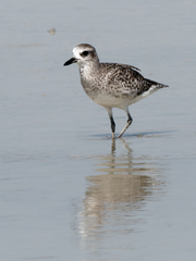 Pluvialis squatarola