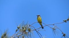 Tyrannus melancholicus