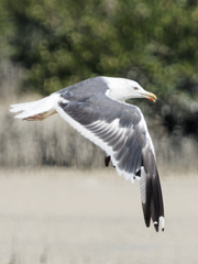 Larus fuscus
