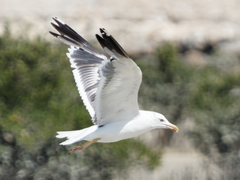 Larus fuscus