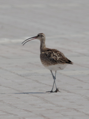 Numenius phaeopus