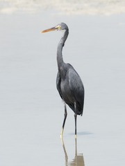 Egretta gularis