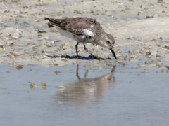 Calidris alpina