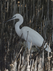 Egretta garzetta