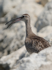 Numenius phaeopus