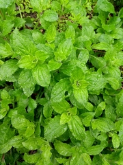 Silene × hampeana