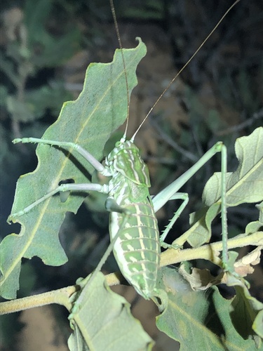 Mescalero Shieldback