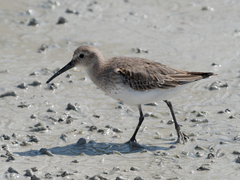 Calidris alpina
