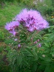 Chromolaena pulchella