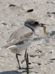 Charadrius alexandrinus