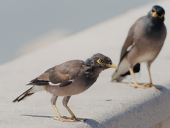 Acridotheres tristis