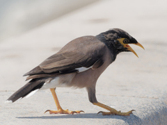 Acridotheres tristis