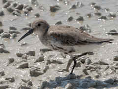 Calidris alpina