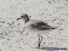 Pluvialis squatarola