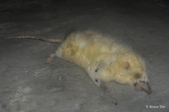 Echinosorex gymnurus