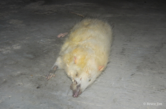 Echinosorex gymnurus