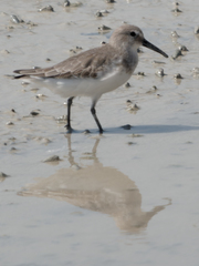 Calidris alpina