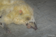 Echinosorex gymnurus