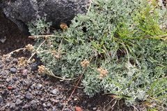 Artemisia glomerata
