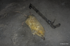 Echinosorex gymnurus